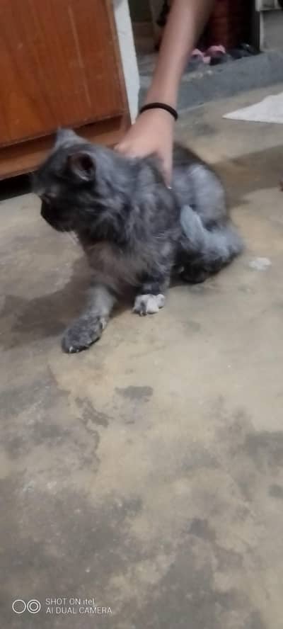 Premium Female Persian Cat for Sale