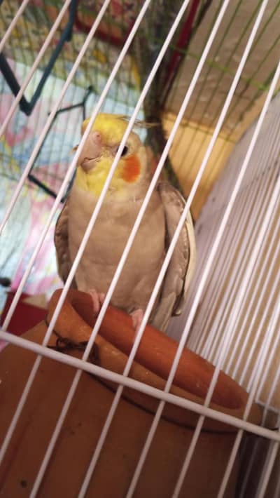 Full Hand tame cocktail parrot
