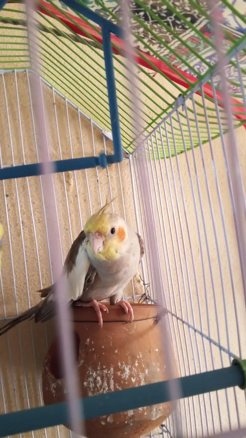Full Hand tame cocktail parrot — photo 2