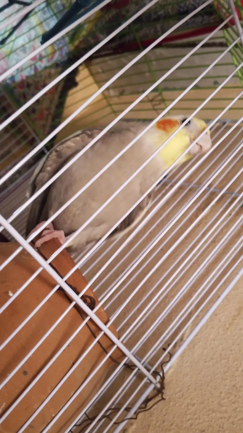 Full Hand tame cocktail parrot — photo 3