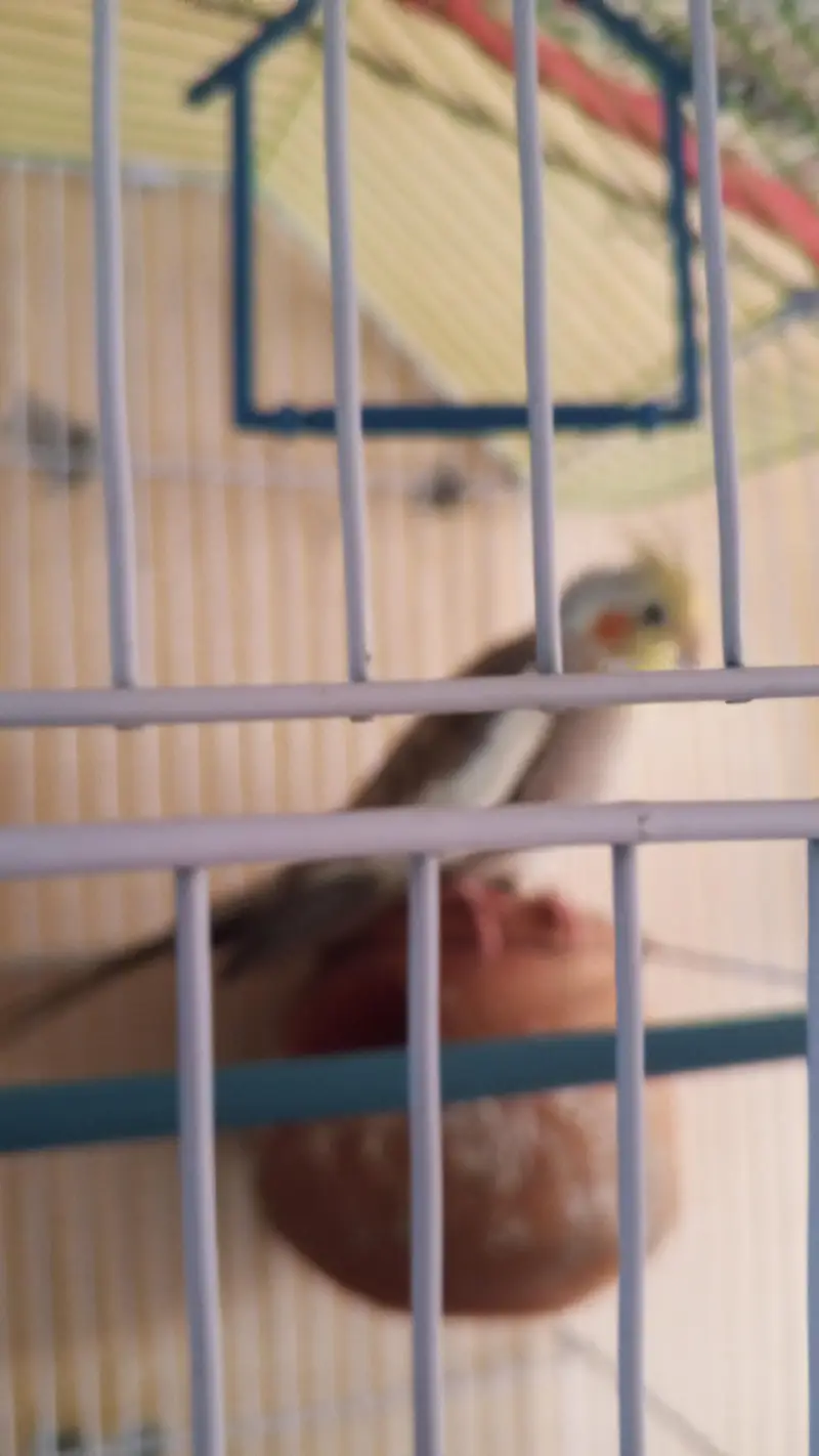 Full Hand tame cocktail parrot — photo 4