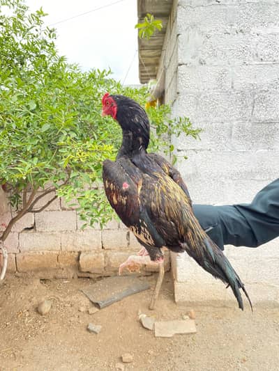 میانوالی اسیل