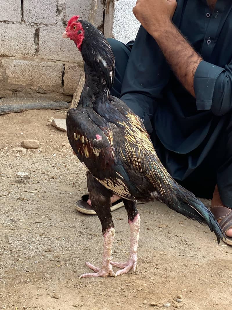 میانوالی اسیل 1
