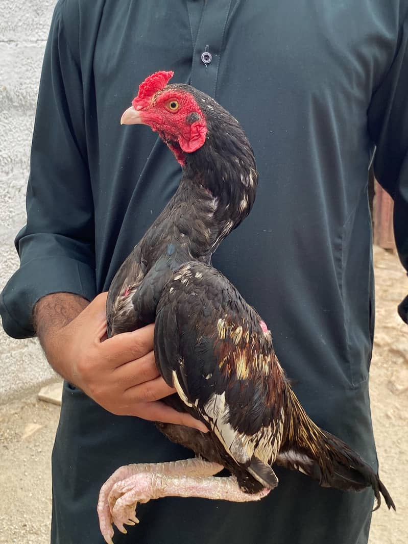 میانوالی اسیل 2