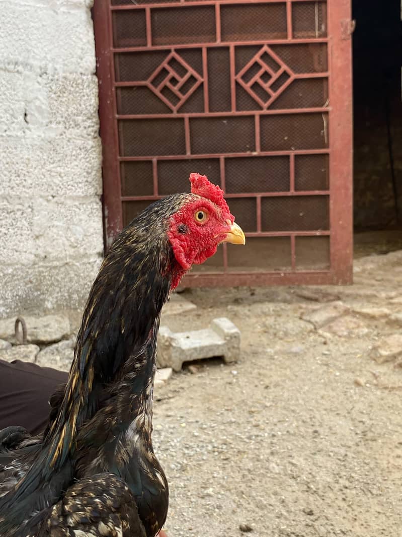 میانوالی اسیل 3