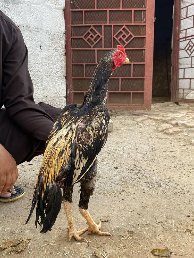 میانوالی اسیل 4
