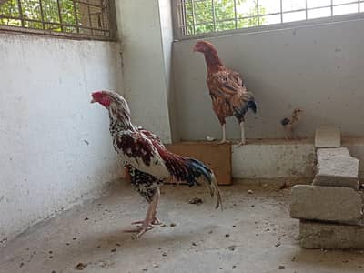 Aseel/Aseel cheena/murga/aseel pair for sale.