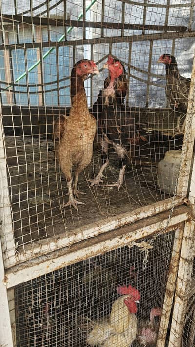 asalamoalikum i want to sell my desi and aseel hens