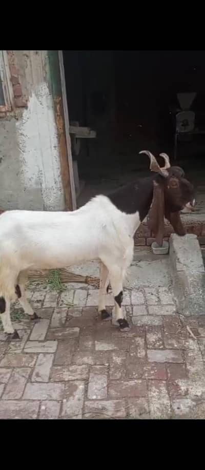 2-Year-Old Breeder Male Pateri Kamori Cross Goat – Healthy & Strong