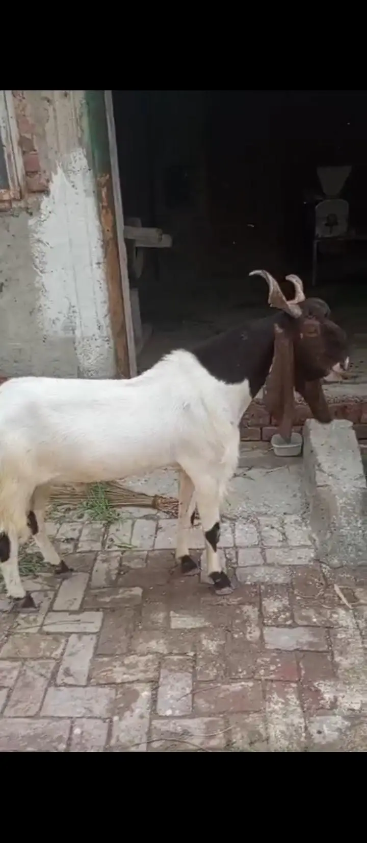 2-Year-Old Breeder Male Pateri Kamori Cross Goat – Healthy & Strong
