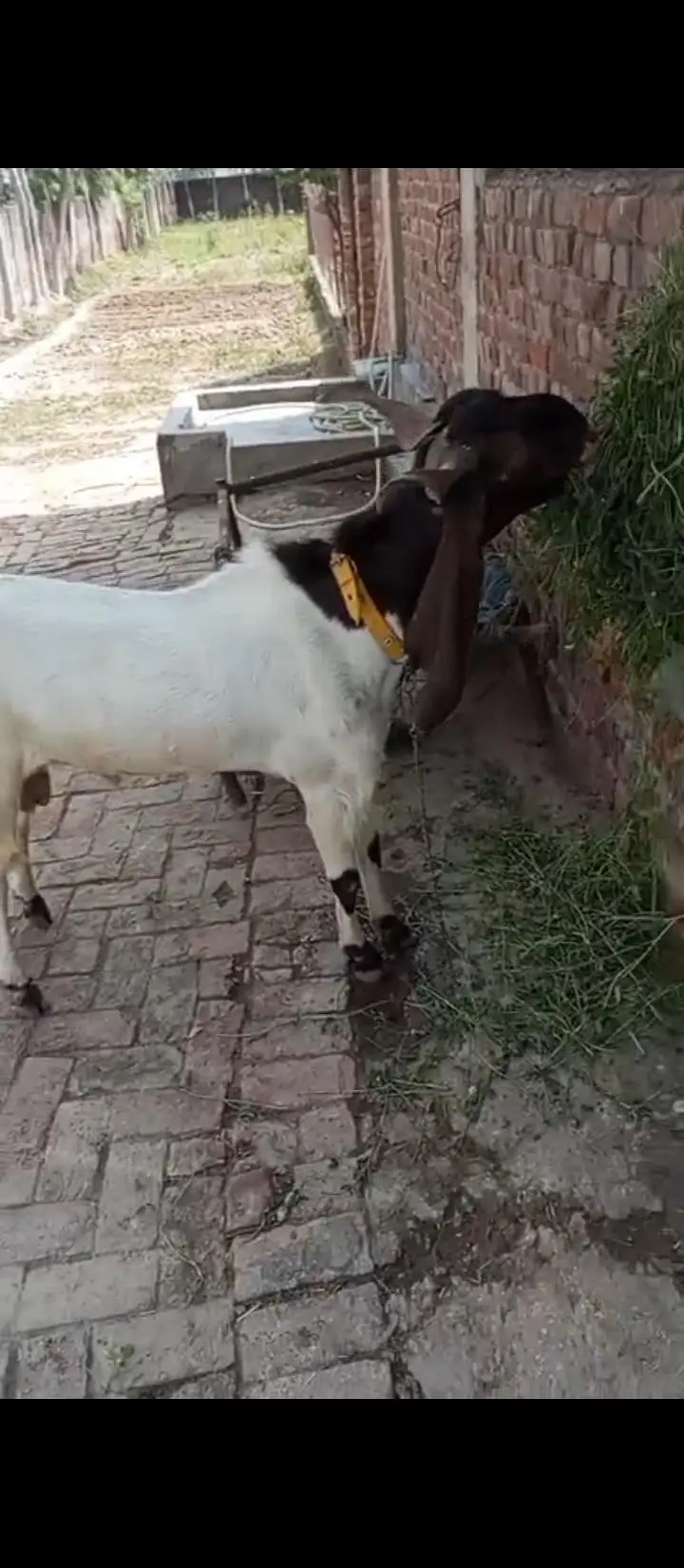 2-Year-Old Breeder Male Pateri Kamori Cross Goat – Healthy & Strong — photo 2