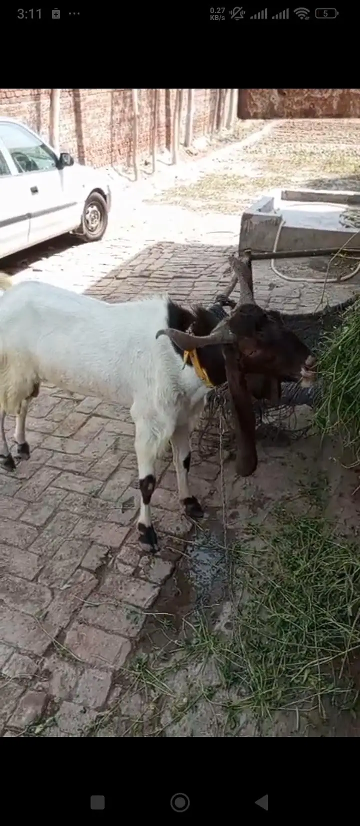 2-Year-Old Breeder Male Pateri Kamori Cross Goat – Healthy & Strong — photo 3