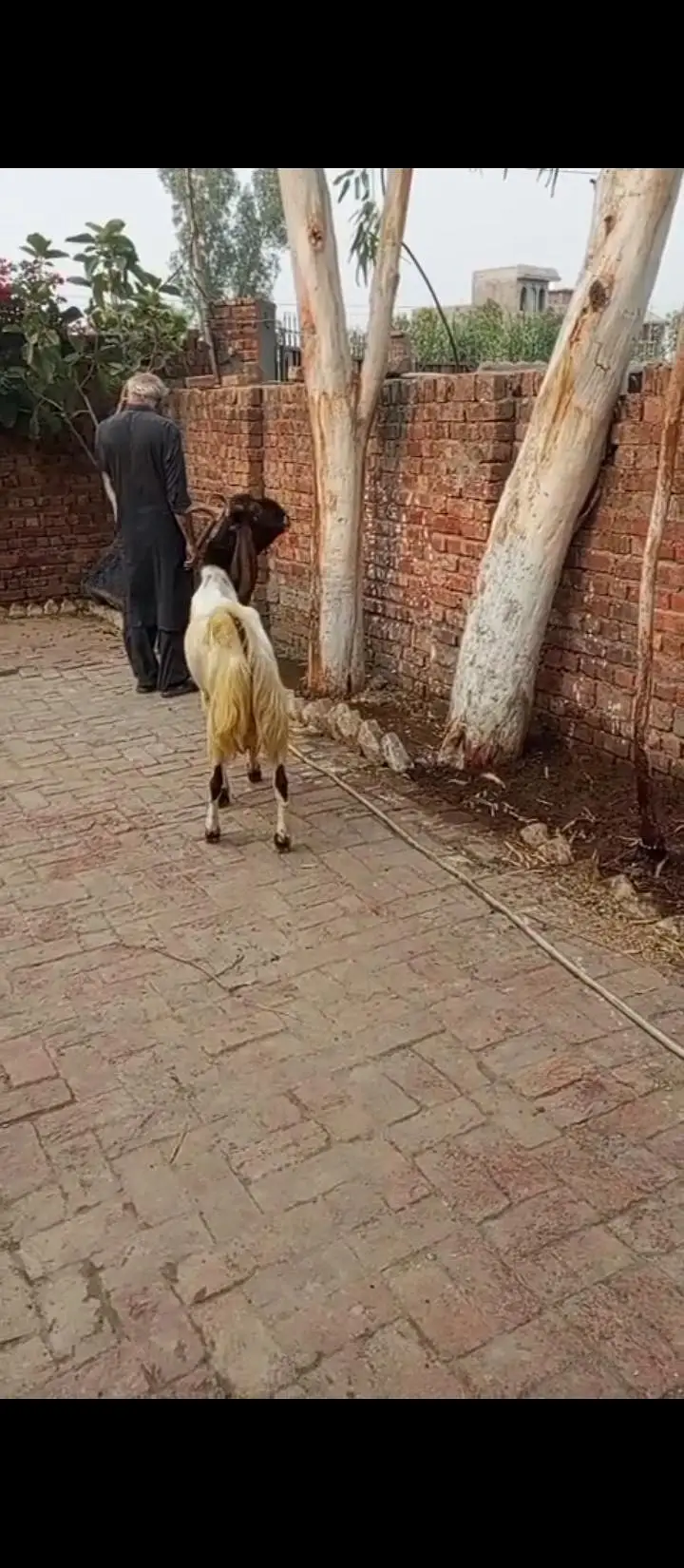 2-Year-Old Breeder Male Pateri Kamori Cross Goat – Healthy & Strong — photo 4
