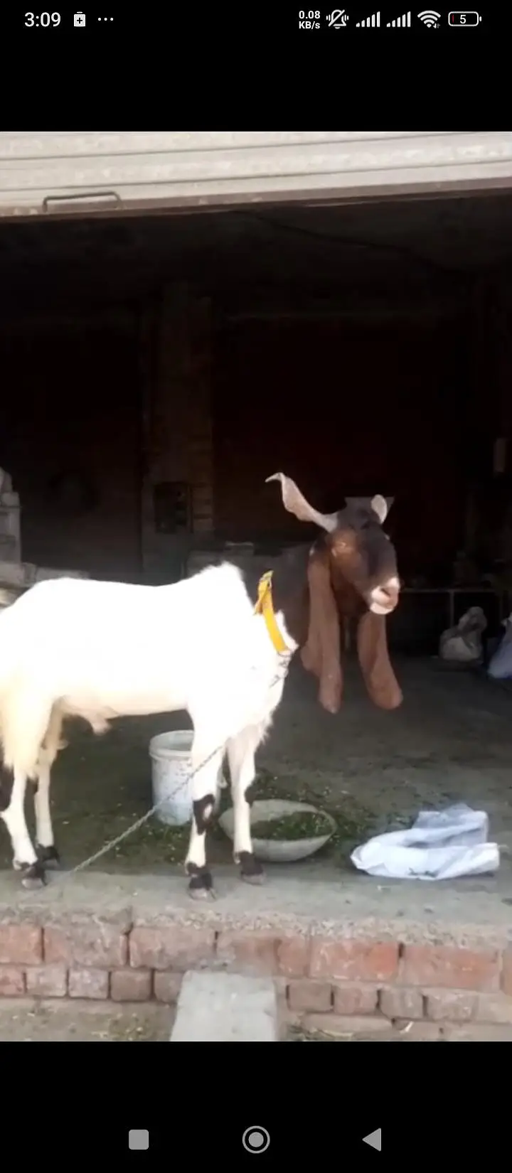 2-Year-Old Breeder Male Pateri Kamori Cross Goat – Healthy & Strong — photo 5