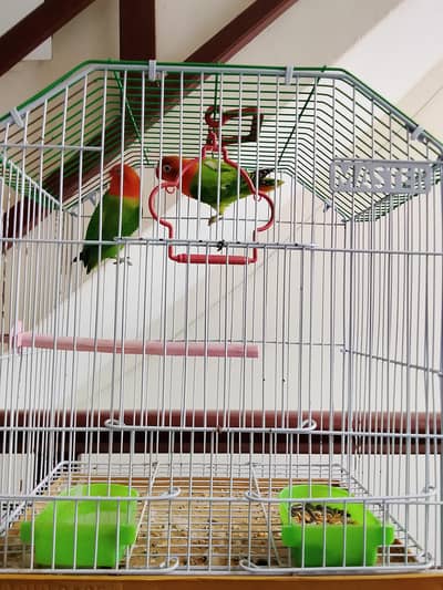 2 Lovebird pair with 2 chicks and small cage available for sale