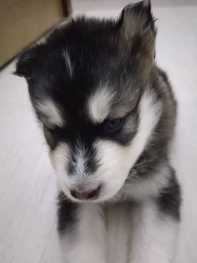 cute haski puppies