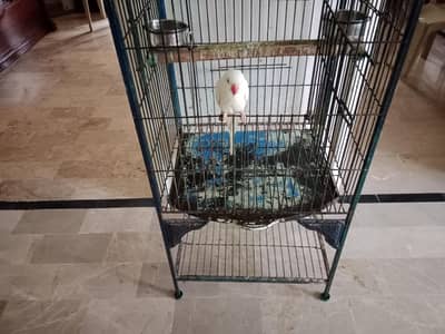 white ringneck for sale with cage