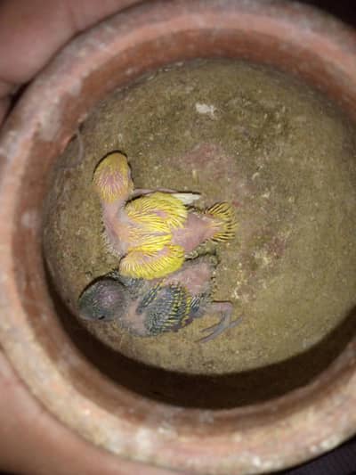 Australian budgie Parrots Pair With 2 Chicks 2500
