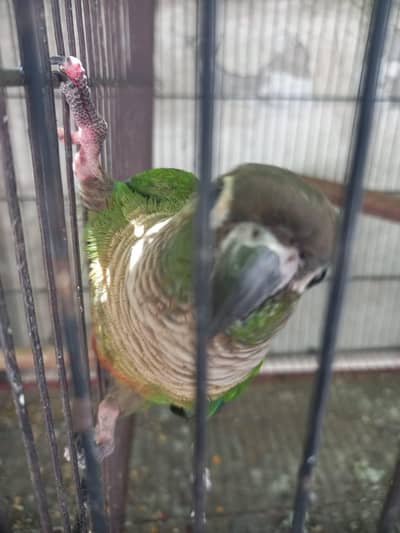 canure pair yelow side female or green chick male confirm breeder pair