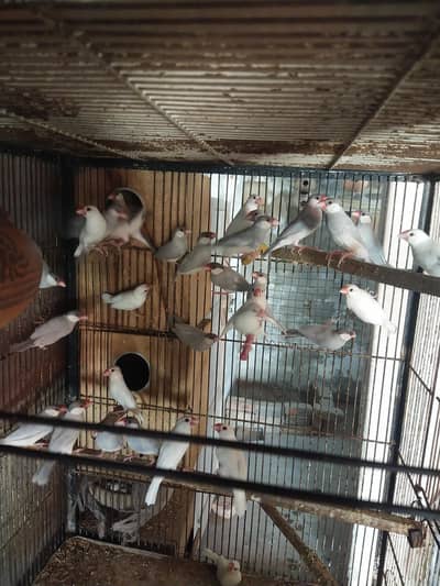 jawa breeder pairs
