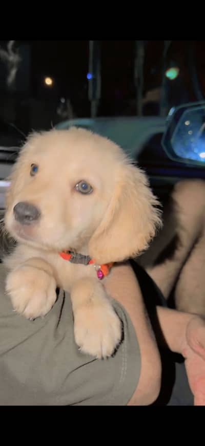 Golden Retriever Puppy for Sale – Bella 