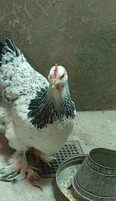 Light Colombian Brahma