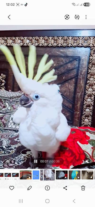 Triton cockatoo Age 3 manth