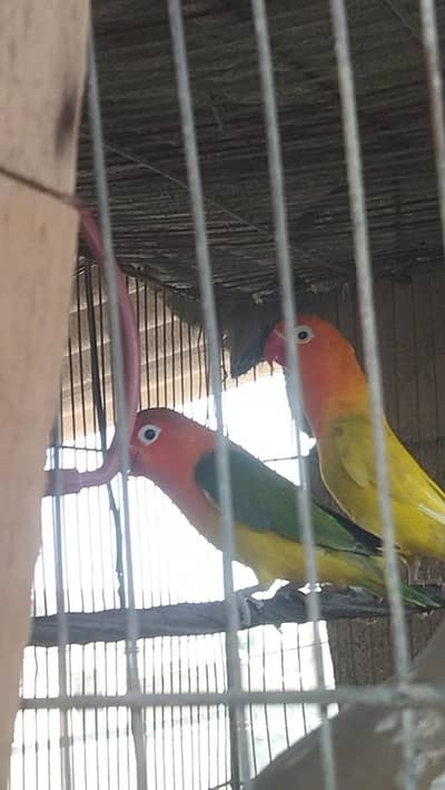 Healthy Love Birds Pair for SaleHealthy Love Birds Pair for Sale