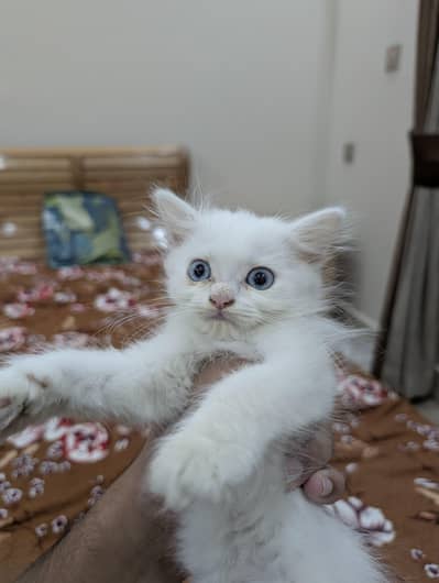 Persian kitten blue eyes