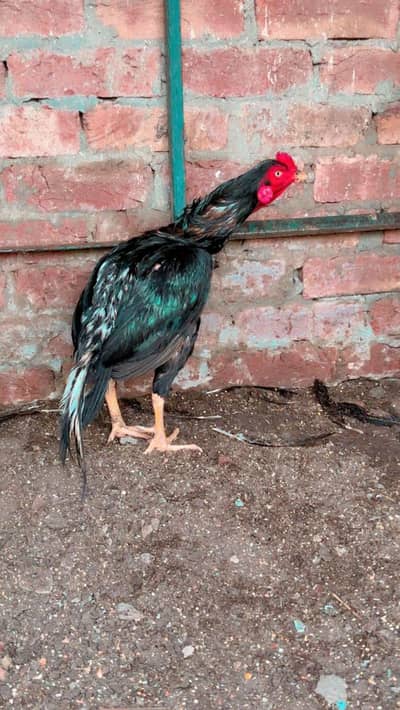 Top Quality Young Aseel Patha for Sale (Mushka / Amroha Cross)