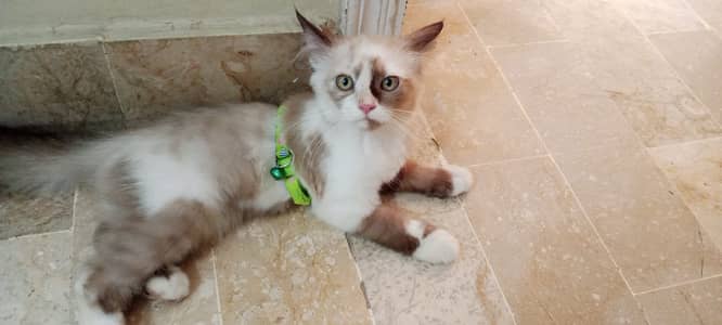 Persian Kitten for Sale