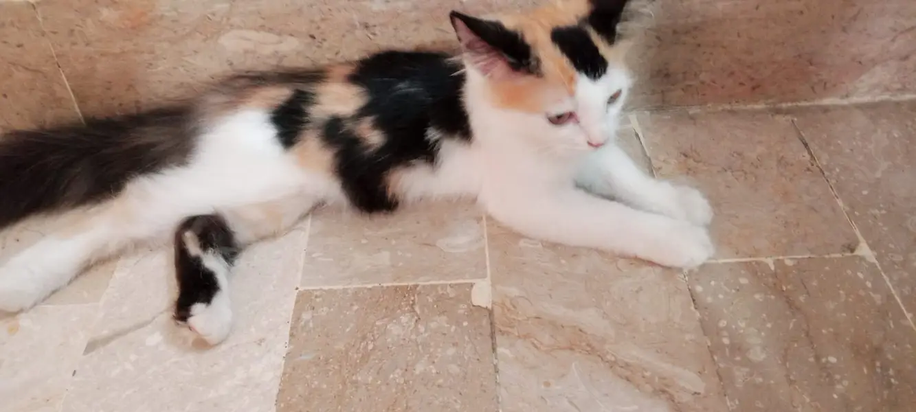 4 month Persian Kitten for Sale Doble Coat Hair — photo 2