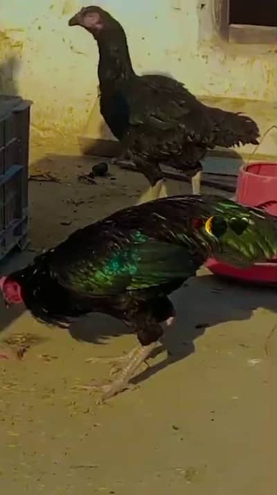 Lasani Mushka Aseel Breeder Set of 2 lasani + 1 heera white murgi