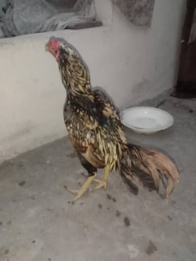 asel murga main vali 10k