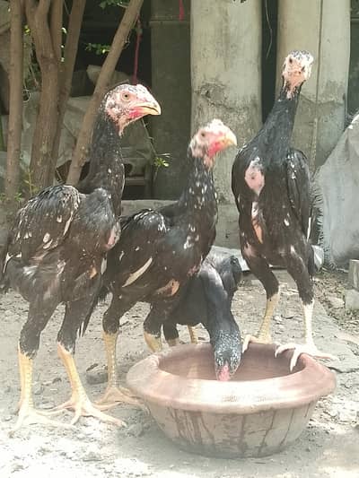 PURE BLACK SHAMO