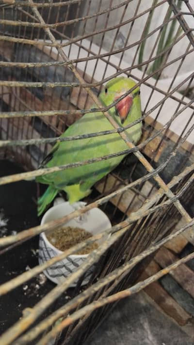 parrots for sell