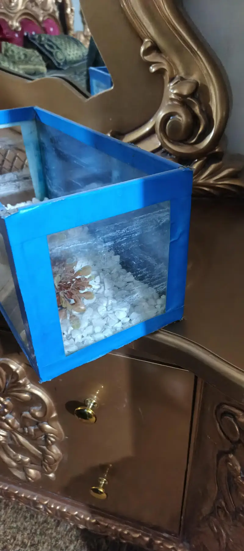 Small Aquarium for sell — photo 3