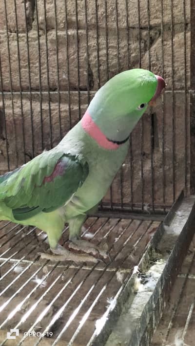 raw parrot good quality and good size
