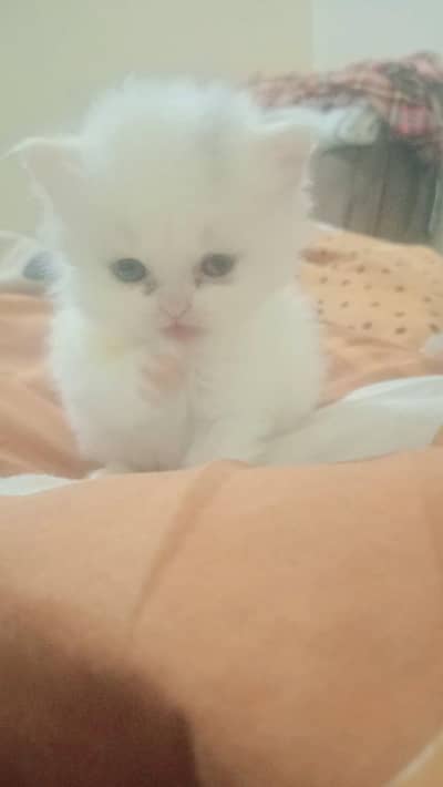 Real Persian cat baby urgent sale Sialkot city