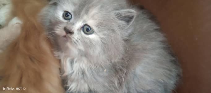 Real Persian cat baby urgent sale Sialkot city