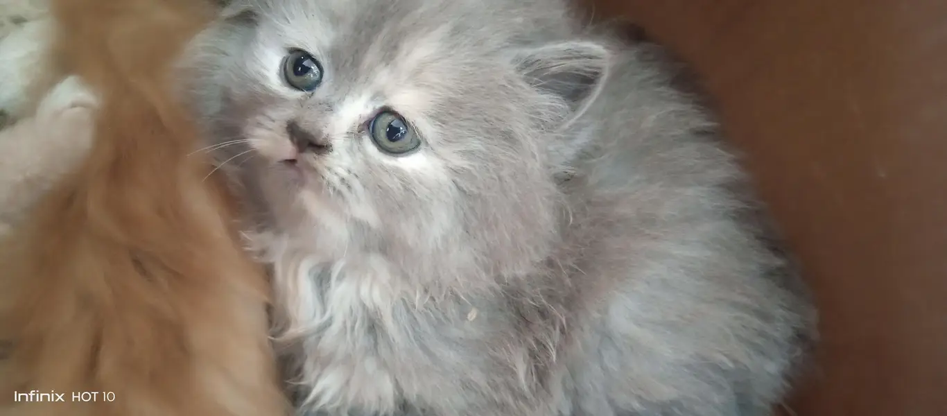 Real Persian cat baby urgent sale Sialkot city