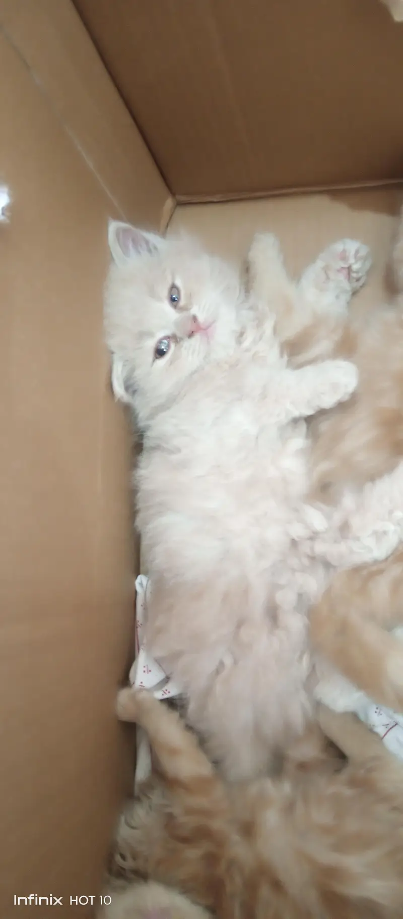Real Persian cat baby urgent sale Sialkot city — photo 2
