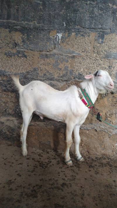 Taddi Bakra