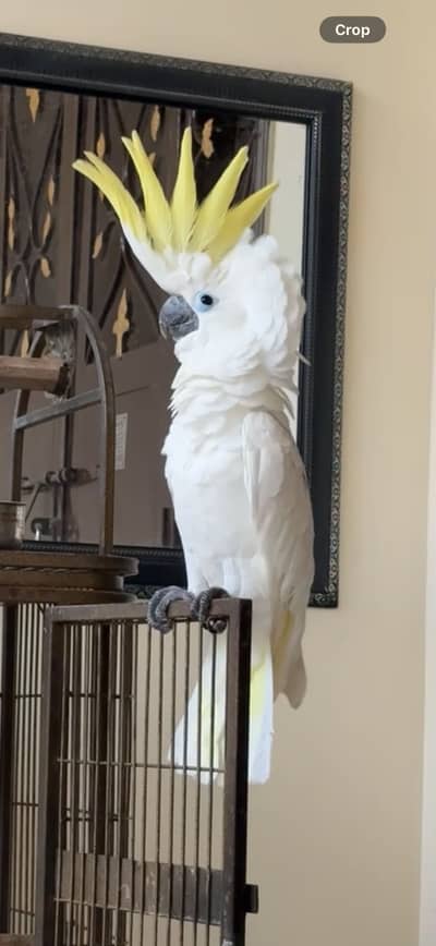 Triton Cockatoo Hand tamed/talking for sale