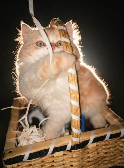 Triple coated male kitten contact on 03322667843