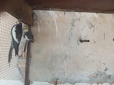 Grey  Cockatiel for sale. . . . 100 percent  Healthy pair. . . . .