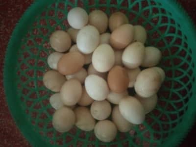 Pure Desi eggs/Aseel eggs/golden buff eggs