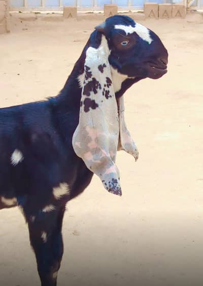 1 Breeder Quality Bacha or 2pathy for sale