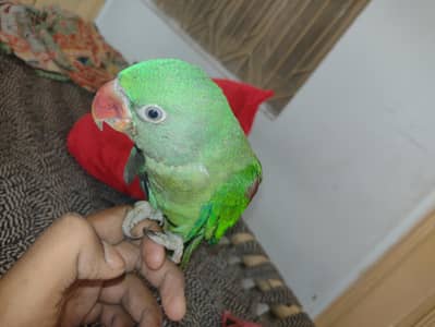 Fully Tamed & Friendly Green Raw Parrot | Talking Breed