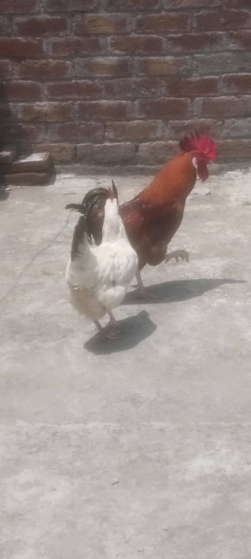 breeder pair 2